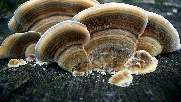 Sidenticka, Trametes versicolor. Foto: Steve Jurvetson, Flickr