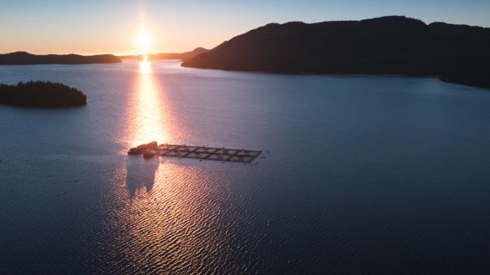 700x394_Cermaq brand photos, salmon farm sunset