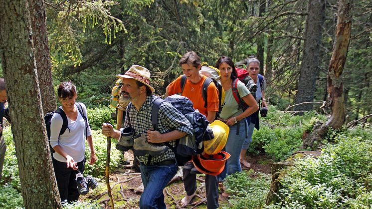 Waldaufstieg be einer Wanderung mit Markus Metzger