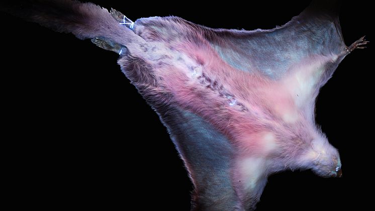 En flygekorre (Glaucomys sabrinus) får rosa färg i ultraviolett ljus. Det beror på en restprodukt som kroppen gör sig av med genom deponering i hår. Foto Séverine Toussaint.