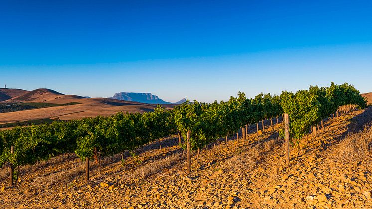 Atlantkyld Sauvignon blanc rullar in från Durbanville