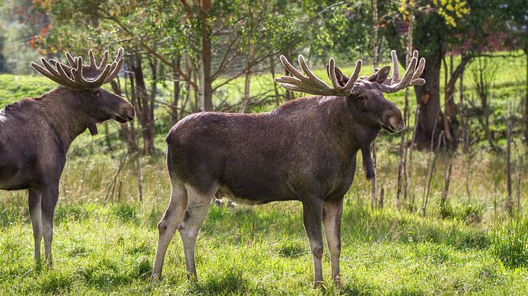 ​Utflykt till Skullaryds älgpark 24/8 - Avd Östergötland