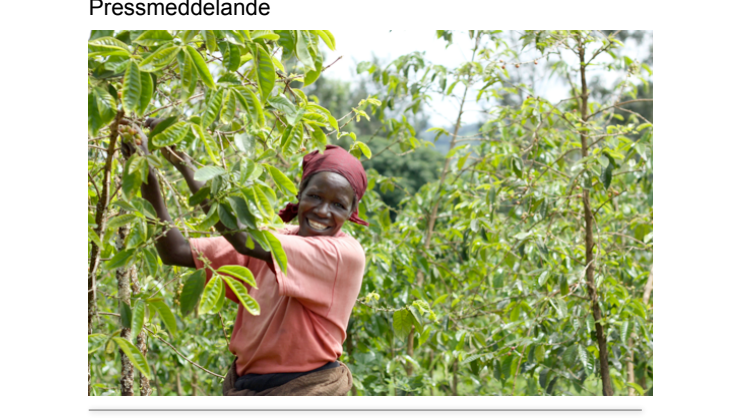 8 av 10 vet inte att kaffet håller på att ta slut - Zoégas hjälper kvinnliga odlare till ledande positioner för kaffets framtid