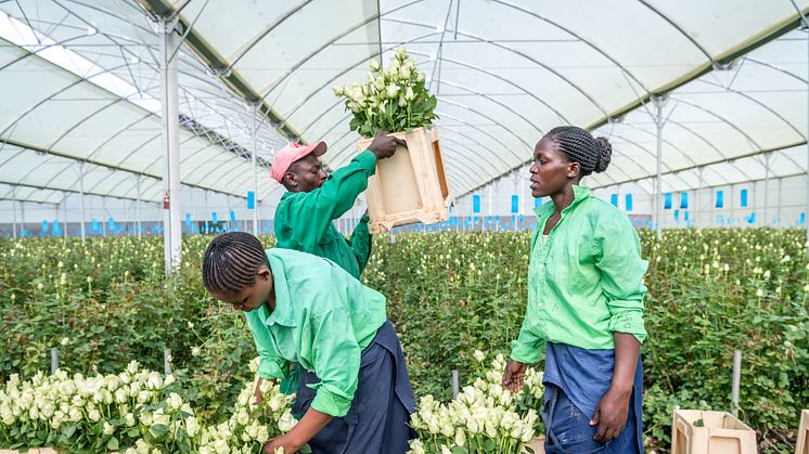 Det finns ett stort arbete kvar för att skapa bättre arbetsvillkor för anställda på världens blomplantager. Foto: Fairtrade Sverige. 