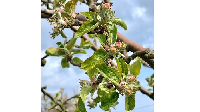 Äppelblomma av sorten Gravenstein