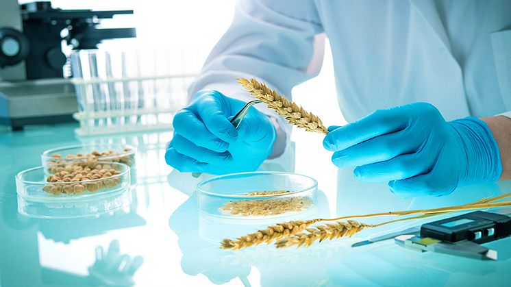 Webinar om GMO - risker och strategier 