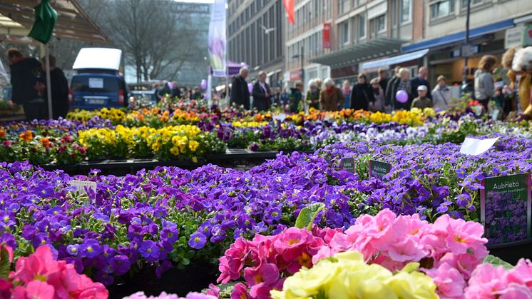 Pflanzen, Blumen, Garten- und Outdoorzubehör, kulinarische Köstlichkeiten 