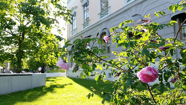 Poppiusros utanför Bloms hus, Campus Frescati. Foto: Per Larsson