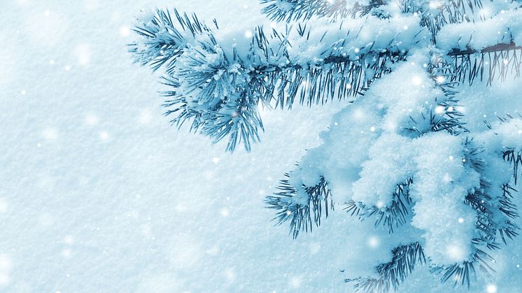 christmas-snow-winter-tree-branch-pine-1635976-pxhere.com