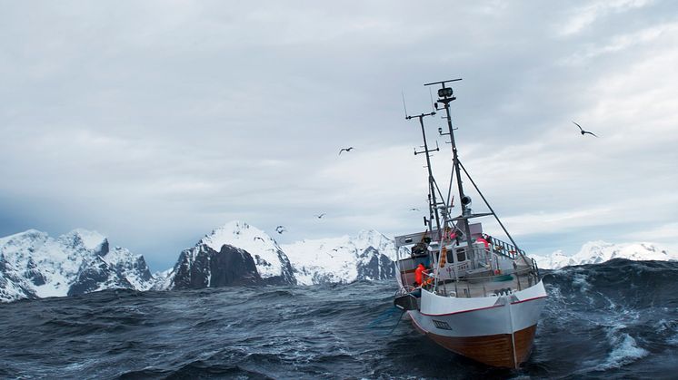 Foto: Norges sjømatråd / Johan Wildhagen