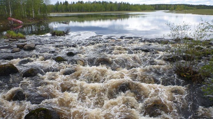 Byssjan, ett biflöde i Umeälven. Foto: Åsa Widén