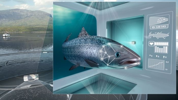  iFarm monitors each salmon using machine vision, establishing a health record for each individual, and can sort aside the fish that needs follow up