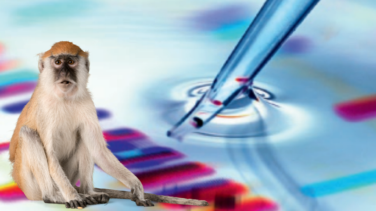 Affenpocken – DIAMEDIS bietet PCR-Diagnostik an