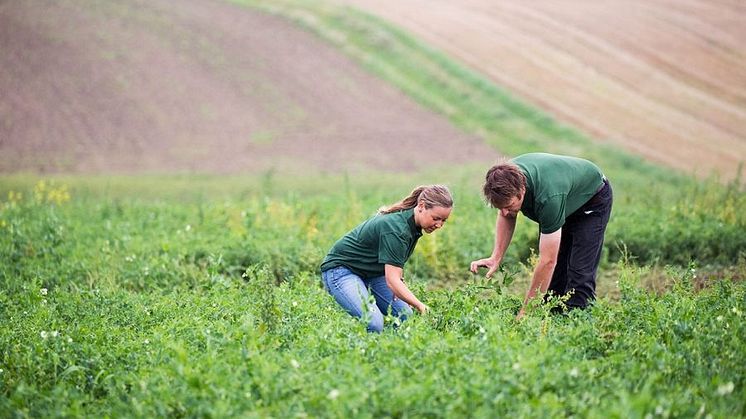 Afterwork: Hållbarhet, cirkulär livsmedelsproduktion och Bjuv