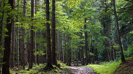 Stort investeringsbehov i Rumäniens välskötta skogar