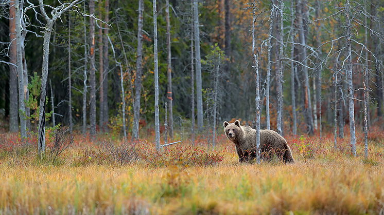 Naturhistoriska Riksmuseet har sedan 2018 den nationella koordinatorsrollen för inventeringen av björn på uppdrag av Naturvårdsverket. Foto Shutterstock.
