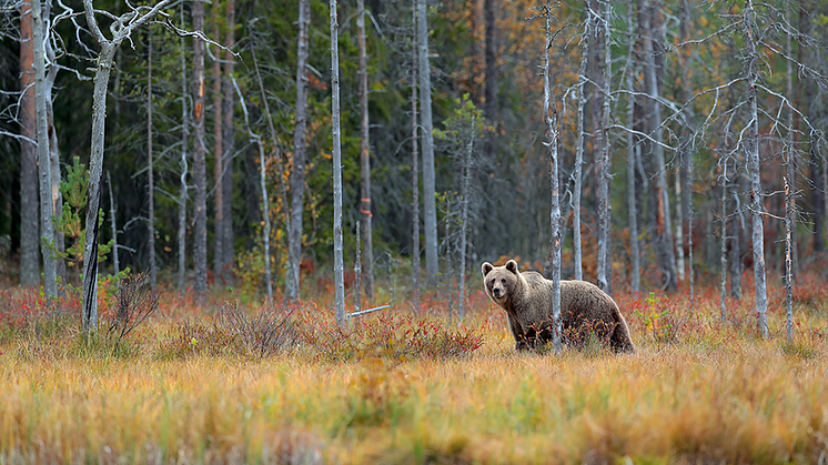 brunbjörn shutterstock