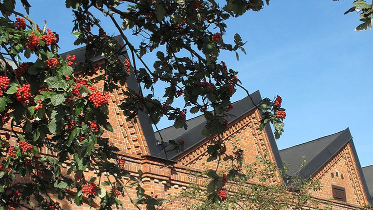 Kulturcentrums tak med rönnbär.