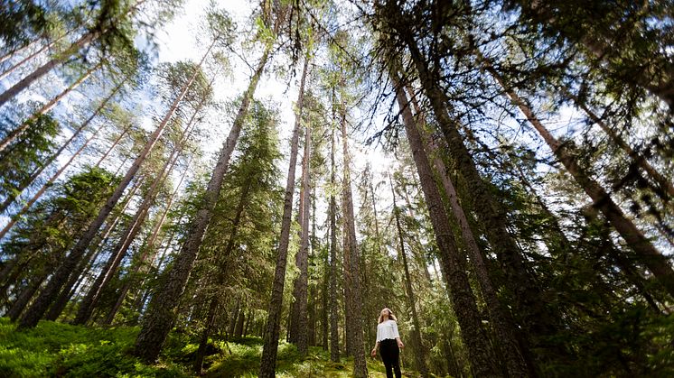 Skogsbading i Dalarna. Foto: Matilda Holmqvist