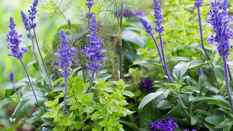 Heliotrop och daggsalvia i en vacker mix. Foto: Blomsterfrämjandet/Lena Granefelt