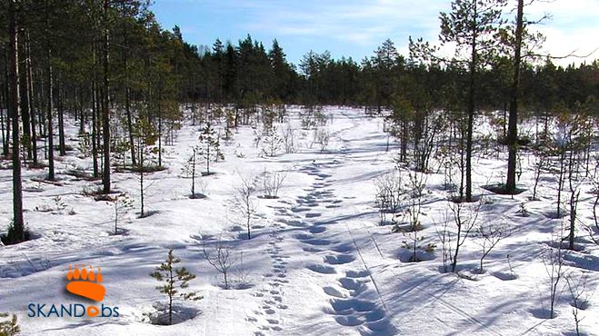 Vi ser gärna att du är delaktig i rovdjursinventeringen