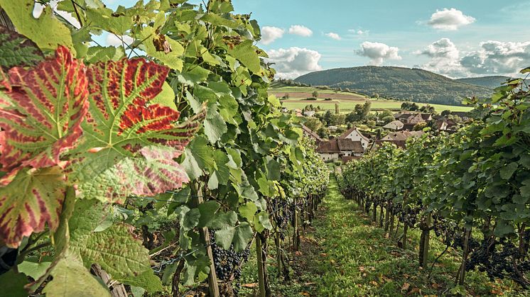 Naturpark Schaffhausen ©Schweiz Tourismus