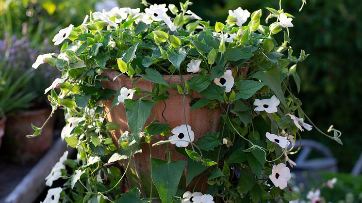 Svartöga fick sitt namn tack vare den först upptäckta plantan, där den otroligt vackra gulorange blomman begåvats med ett synnerligen distinkt, svart centrum. Alla sorter bär dock inte på detta karaktäristiska svarta centrum. 