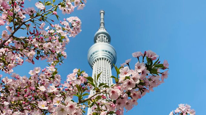 TOKYO SKYTREE and cherry blossom