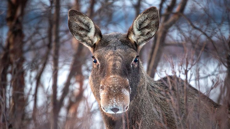 Vid SLU studerar forskare samspelet mellan älgar, människor och miljö. Under SVT:s sändning "Den stora älgvandringen" kommer forskare att svara på tittarnas frågor. Foto: Jörgen Wiklund