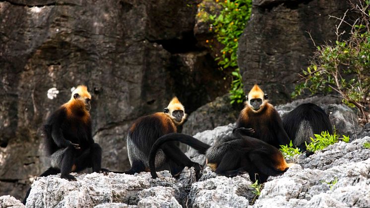 Artenschutz der Goldkopflanguren - Foto: Zoo Leipzig