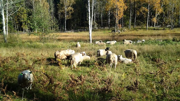 Staket och allemansrätten