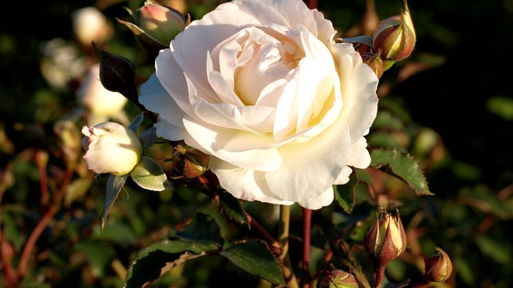 Vårens växtnyheter från Blomsterlandet