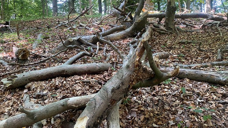 Gamle, døede og døde træer og dødt ved er vigtige for biodiversiteten - og det er der meget mere af i vild, urørt skovnatur, som vi desværre har meget lidt af i Danmark. Foto af Verdens Skove.
