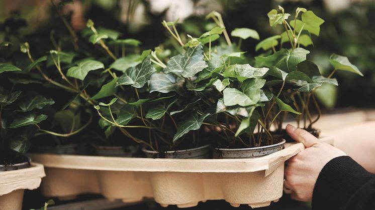 Blomsterlandet växlar över från växtbrätten i plast till brätten av pressad träfiber.