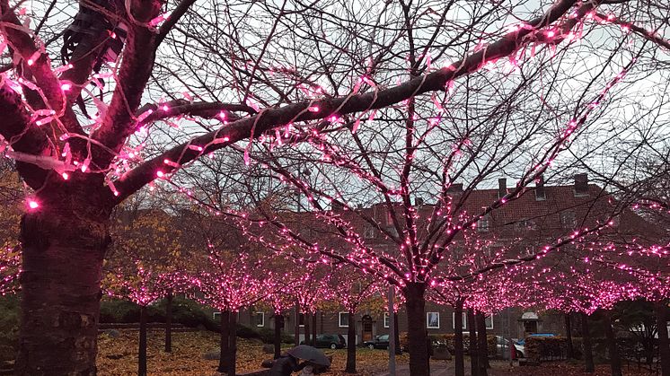 23 000 rosa blommor pryder träden på Furutorpsplatsen