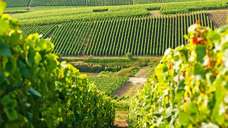 Nu erbjuder TUI sina kunder möjligheten att boka vinprovningar och guidade utflykter till några av de mest populära vindistrikten i världen.