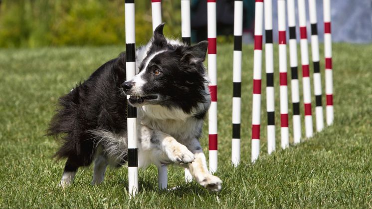 Elmia Hund - Hundsport & Hund i tjänst 2025