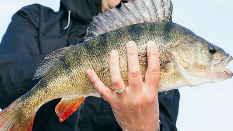 Fångas rekordfisken i sommar? Här är oddsen!