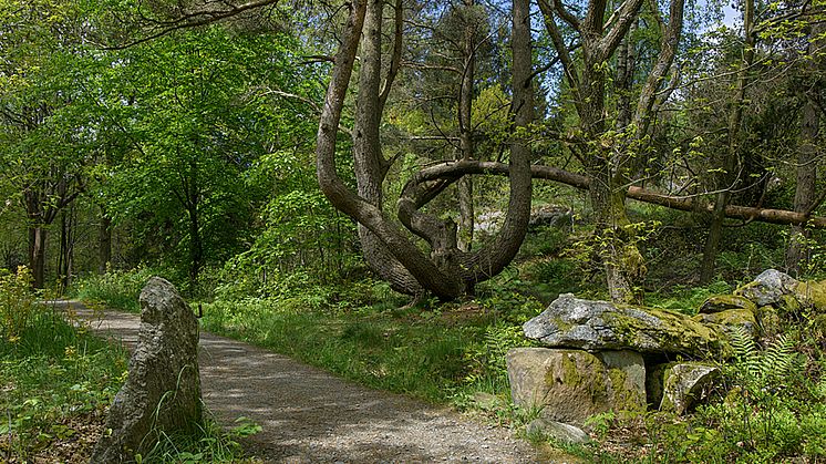 Grönska och natur bidrar till en god livsmiljö och behöver finnas med i den långsiktiga markplaneringen. Foto: Peter Svenson