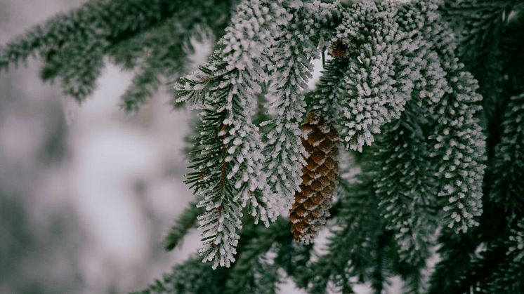 Callunas julgåva 2022 går till Naturarvets arbete med skydd av värdefulla gammelskogar. Foto: Kasia Gajek (unsplash.com).