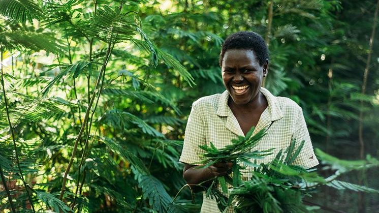 Benta Muga odlar träd tillsammans med grödor på sin gård utanför Kisumu, Kenya. Träden gör att hennes åkrar återfått sin bördighet, samtidigt som de skyddar mot erosion och brännande sol och ger dessutom foder till djuren. Foto: Amunga Eshuchi