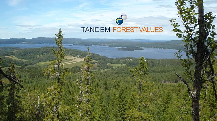 Tandem Forest Values-utlysningen har lockat 72 sökande från 23 universitet och forskningsinstitut. Foto: Ylva Nordin.