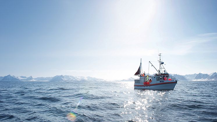 In das kristallklare, saubere, norwegische Meer schwimmt der Skrei immer nur im Winter
