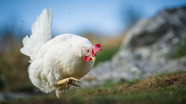 Første høne i kurva: Dyrevelferd er sentralt i økologisk dyrehold med strenge krav til levekårene for blant andre høner. Foto: Debio