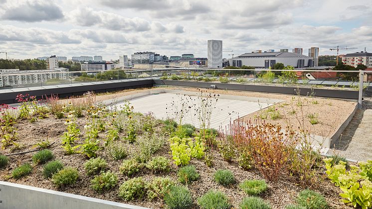 Taket till NCC:s nya kontor. Biologisk mångfald gynnades genom takterrasser med grönska, fladdermusholkar och bihotell. Dessutom ordnades växtbäddar, som omhändertar dagvatten på taket. Foto: Joakim Kröger