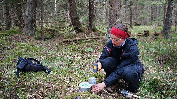 Lokalt kallare platser kan bli viktiga för temperaturkänsliga växter och den biologiska mångfalden i ett förändrat klimat. Caroline Greiser installerar instrumentet som loggar temperatur i skogen. Foto: Lina Widenfalk