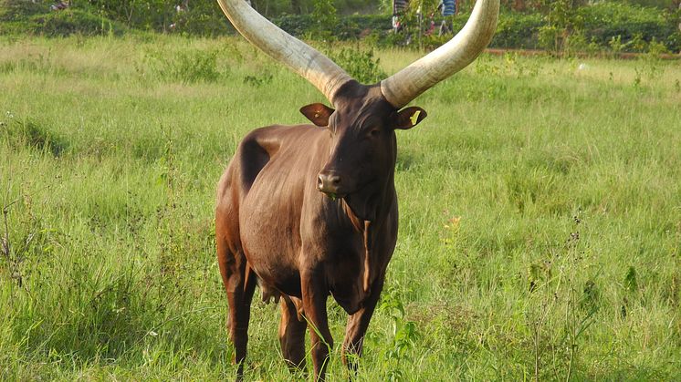 Mjölken i Rwanda produceras oftast av importerade holsteinkor som korsats med olika lokala raser i varierande grad, men även av inhemska ankole-kor som denna. Foto: Renee Båge