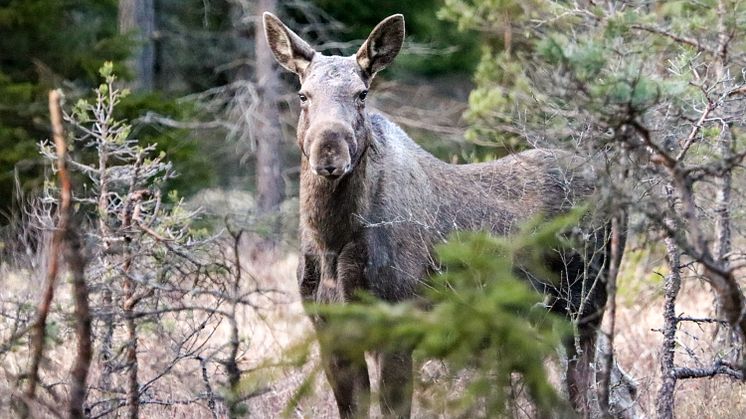 Älgjakt bedrivs inom tre olika typer av områden: oregistrerad mark, licensområde eller älgskötselområde. Dessa områden ingår i ett älgförvaltningsområde med en grupp som planerar förvaltningen för det övergripande området. Foto: Jimmy Pettersson