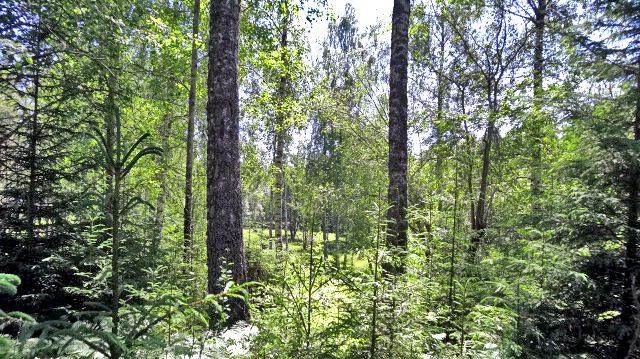 Lövträdsrika öar blir naturreservatet Krokstadön