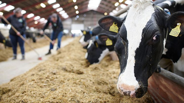 Cow closeup_Salsbjerggård_DK_attribution Ard Jongsma_Arla Foods.jpg